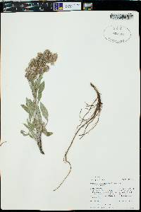 Phacelia hastata image