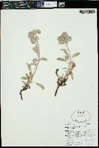 Phacelia hastata image