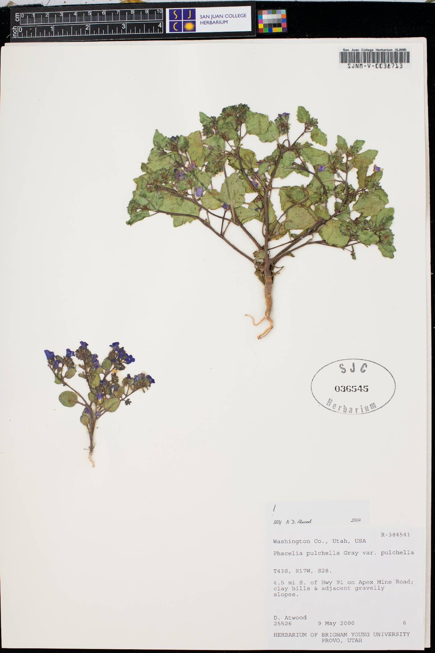 Phacelia pulchella var. pulchella image