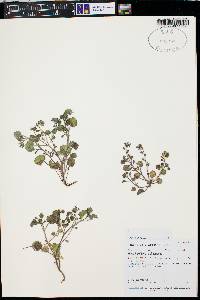 Phacelia rotundifolia image