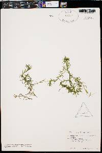 Elodea nuttallii image