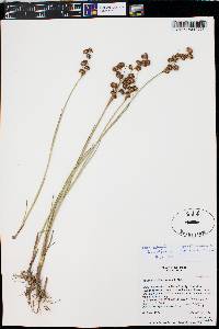 Juncus articulatus image