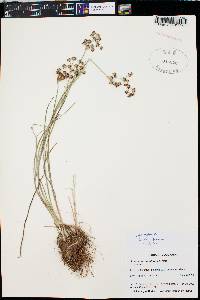 Juncus articulatus image