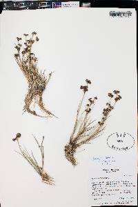 Juncus articulatus image