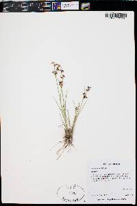 Juncus articulatus image