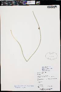 Juncus balticus subsp. ater image