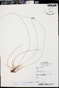 Juncus balticus subsp. ater image