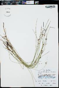 Juncus balticus subsp. ater image