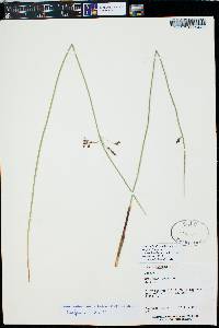 Juncus balticus subsp. ater image