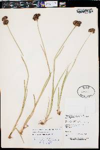 Juncus ensifolius var. montanus image