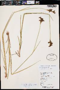 Juncus ensifolius var. montanus image