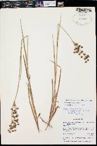 Juncus ensifolius var. montanus image