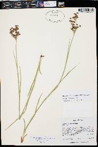 Juncus ensifolius var. montanus image