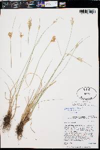 Juncus interior image