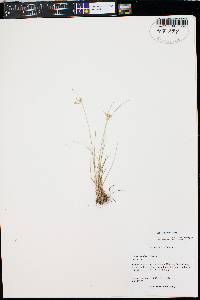 Juncus interior image