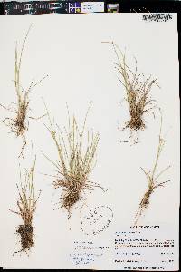 Juncus interior image