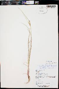 Juncus interior image