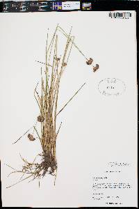 Juncus longistylis image