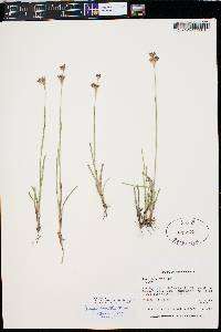 Juncus longistylis image