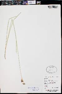 Juncus longistylis image