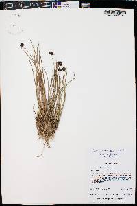 Juncus mertensianus image