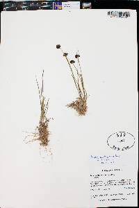 Juncus mertensianus image