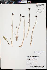 Juncus mertensianus image