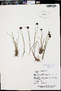 Juncus mertensianus image