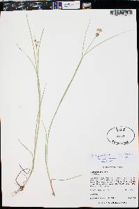 Juncus nodosus image