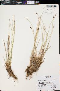 Juncus parryi image