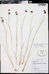 Juncus ensifolius var. montanus image