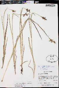 Juncus ensifolius var. montanus image