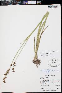 Juncus ensifolius var. montanus image