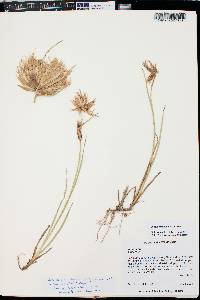 Juncus ensifolius var. montanus image