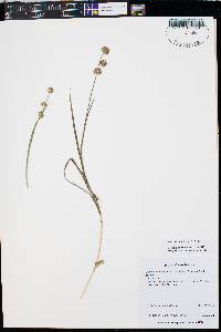 Juncus ensifolius var. montanus image