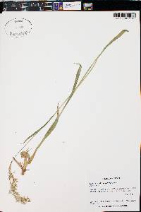 Luzula parviflora image