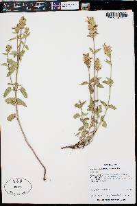 Agastache pallidiflora var. pallidiflora image