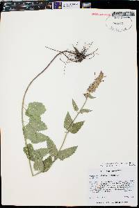 Agastache pallidiflora image