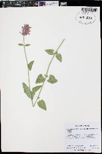 Agastache pallidiflora image