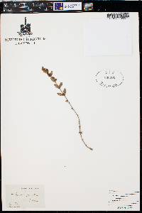 Clinopodium grandiflorum image