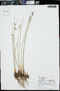 Juncus balticus subsp. ater image