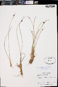 Juncus drummondii image