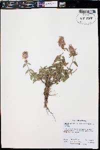 Agastache pallidiflora var. neomexicana image