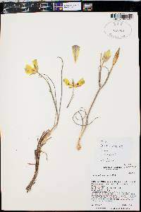 Calochortus aureus image