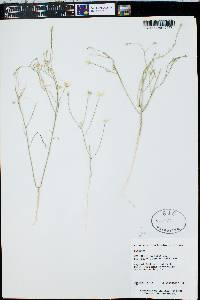 Linum aristatum image