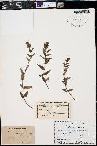 Scutellaria galericulata image