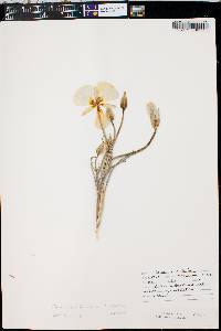 Calochortus nuttallii image