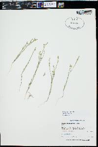 Linum aristatum image