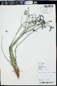 Linum lewisii var. lewisii image