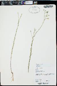 Linum lewisii image